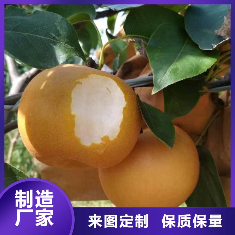 梨梨树苗基地供应商