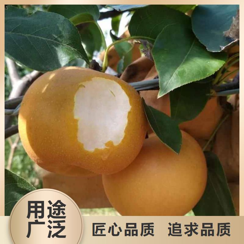 秋月梨种植苗专业合作社
