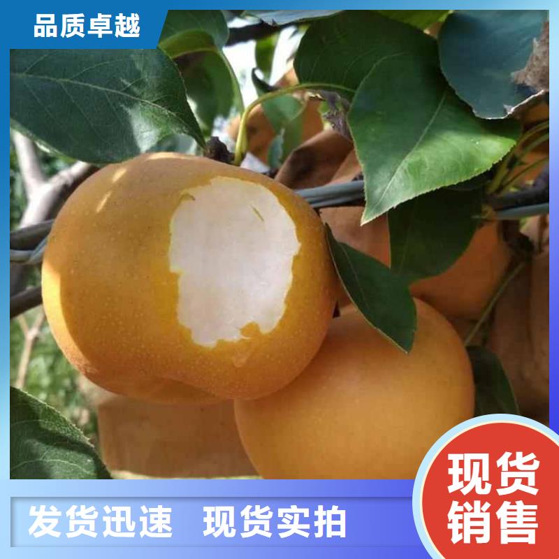 秋月梨苗零售批发