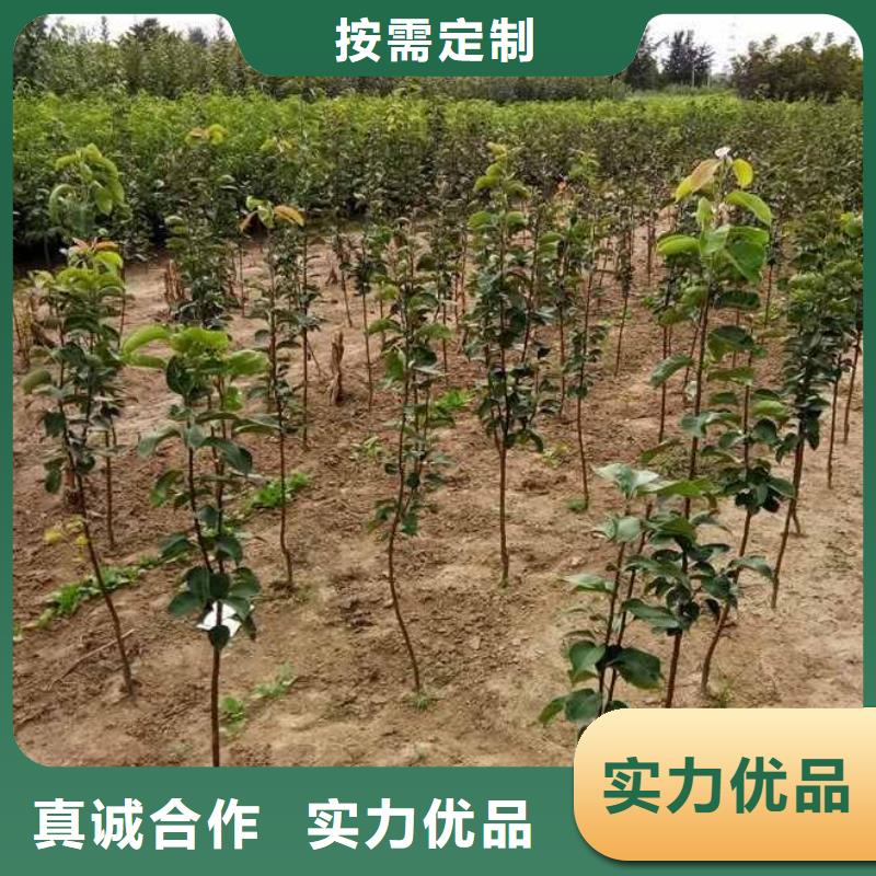 秋月梨苗生产基地