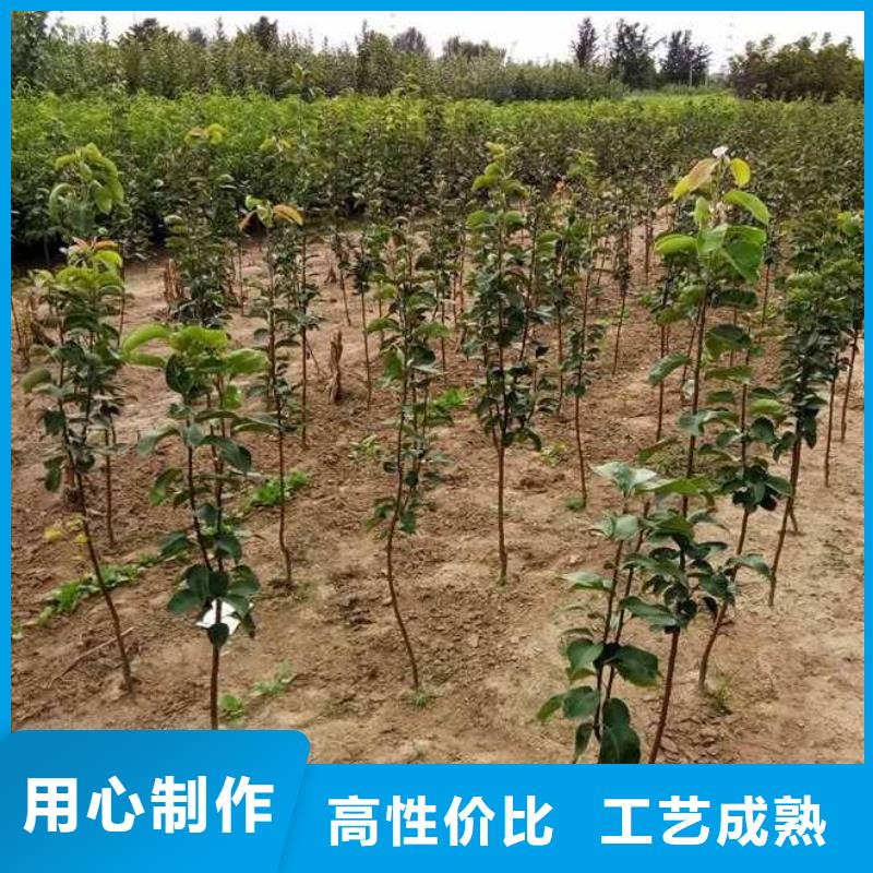 秋月梨种植苗批发低价
