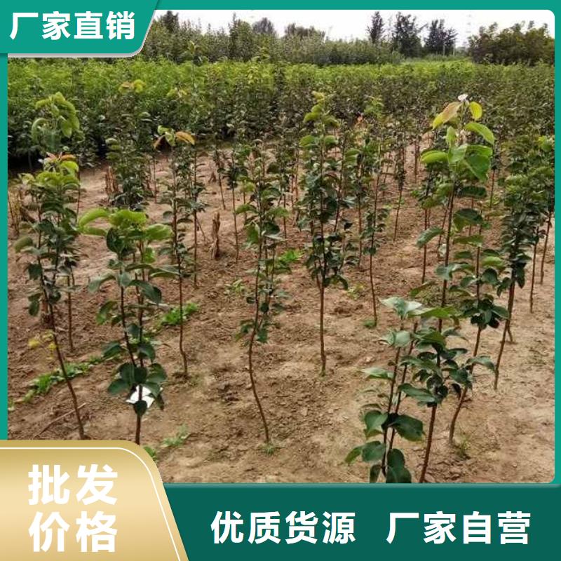 秋月梨种植苗品种介绍