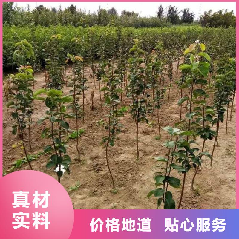 秋月梨苗合作社