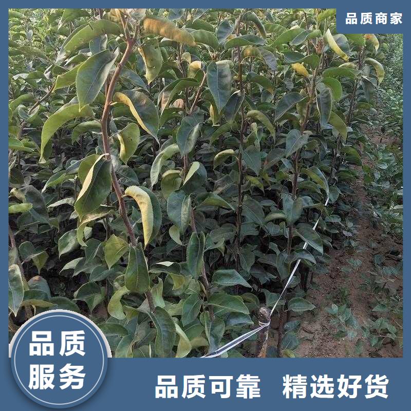 秋月梨树苗基地