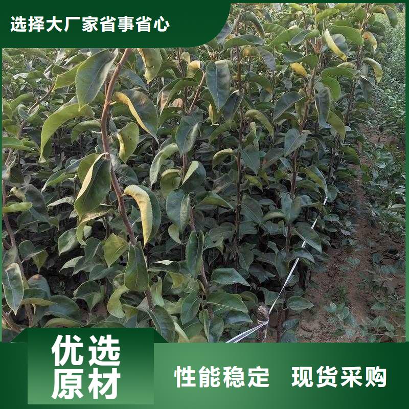 梨【山桃苗】实体诚信厂家