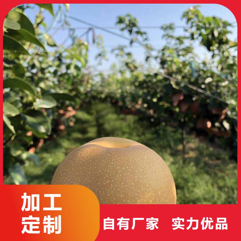 秋月梨树苗哪里的便宜
