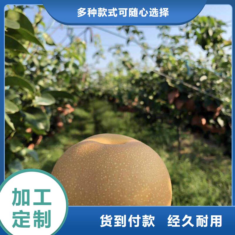 秋月梨树苗基地