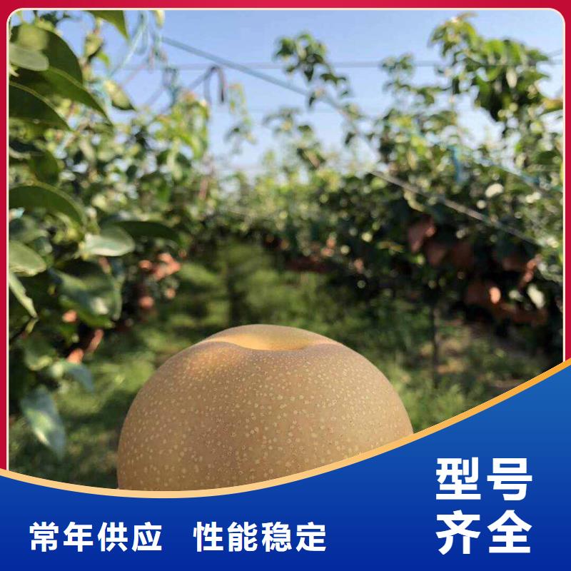 秋月梨苗生产基地