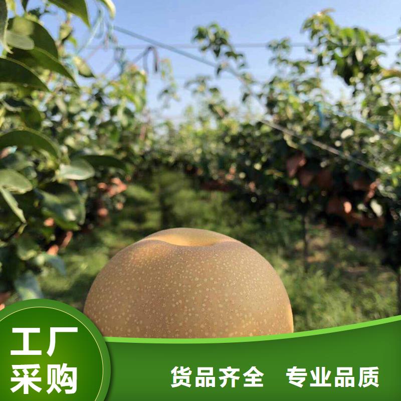 梨【山桃苗】实体诚信厂家