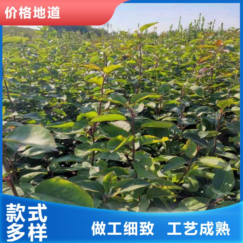 秋月梨苗生产基地