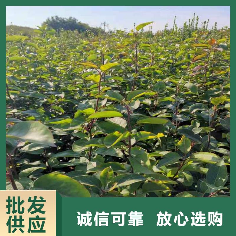 秋月梨苗生产基地