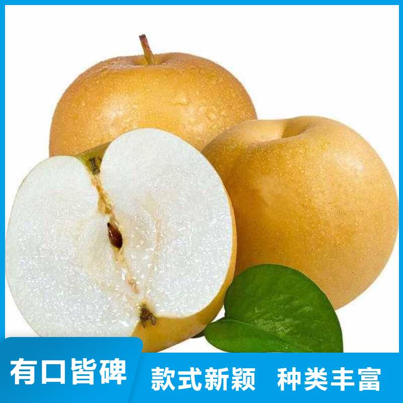 秋月梨苗生产基地