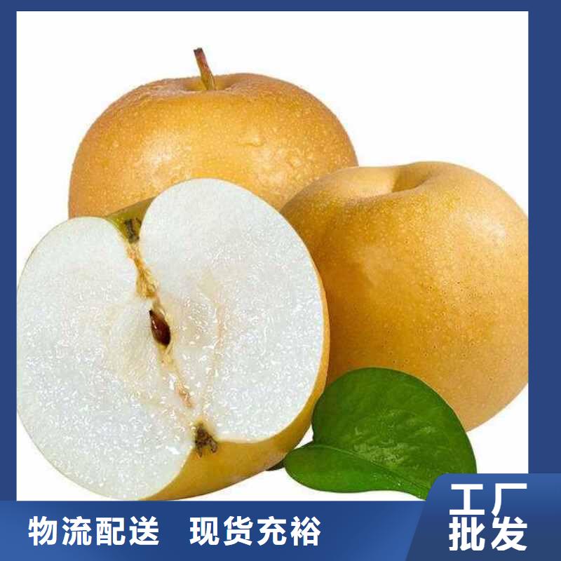 秋月梨树苗怎么买