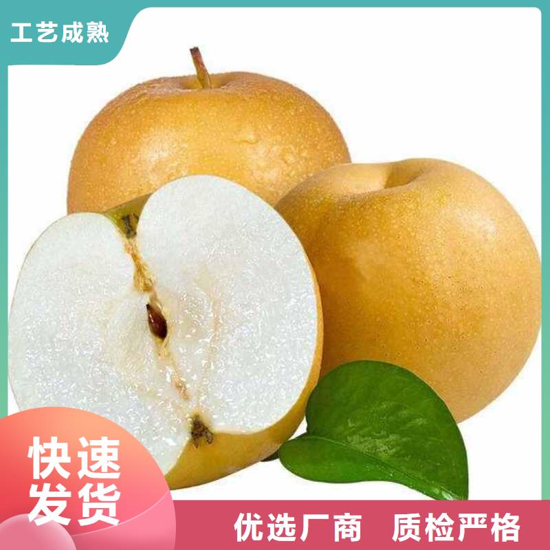秋月梨苗生产基地