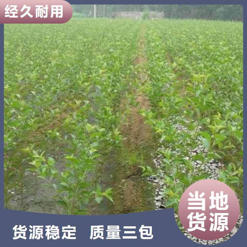 秋月梨种植苗一亩地利润