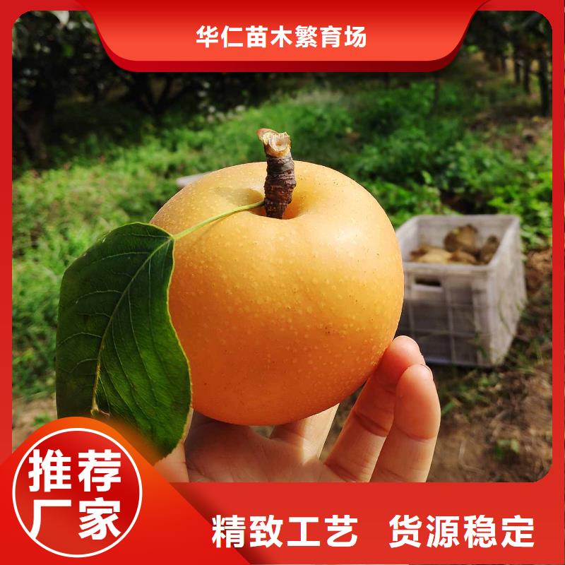 秋月梨种植苗报价