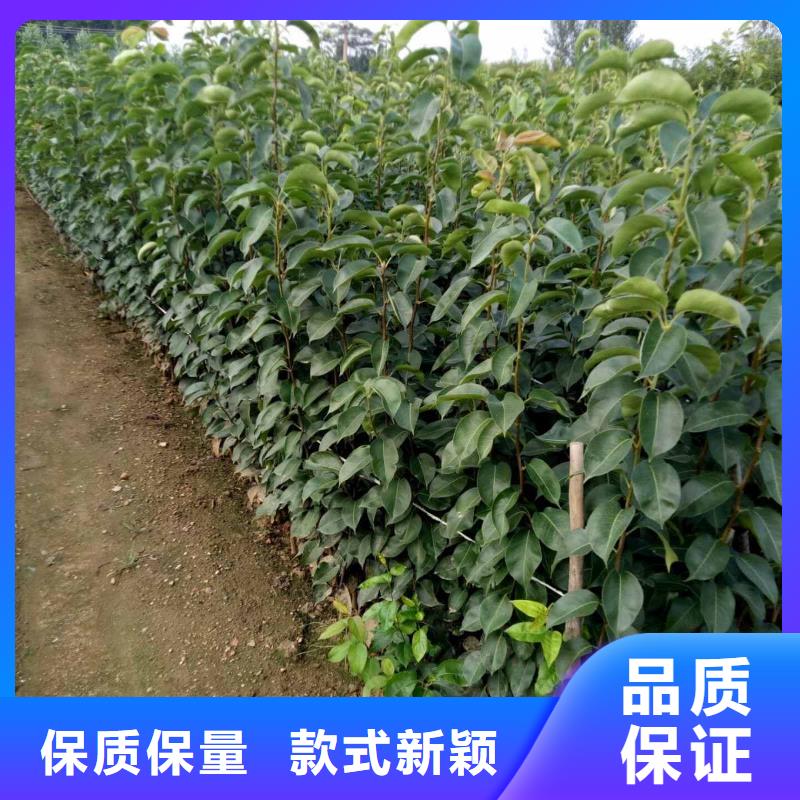 秋月梨种植苗一亩地利润