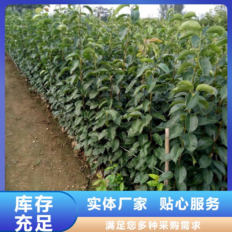 秋月梨苗生产基地
