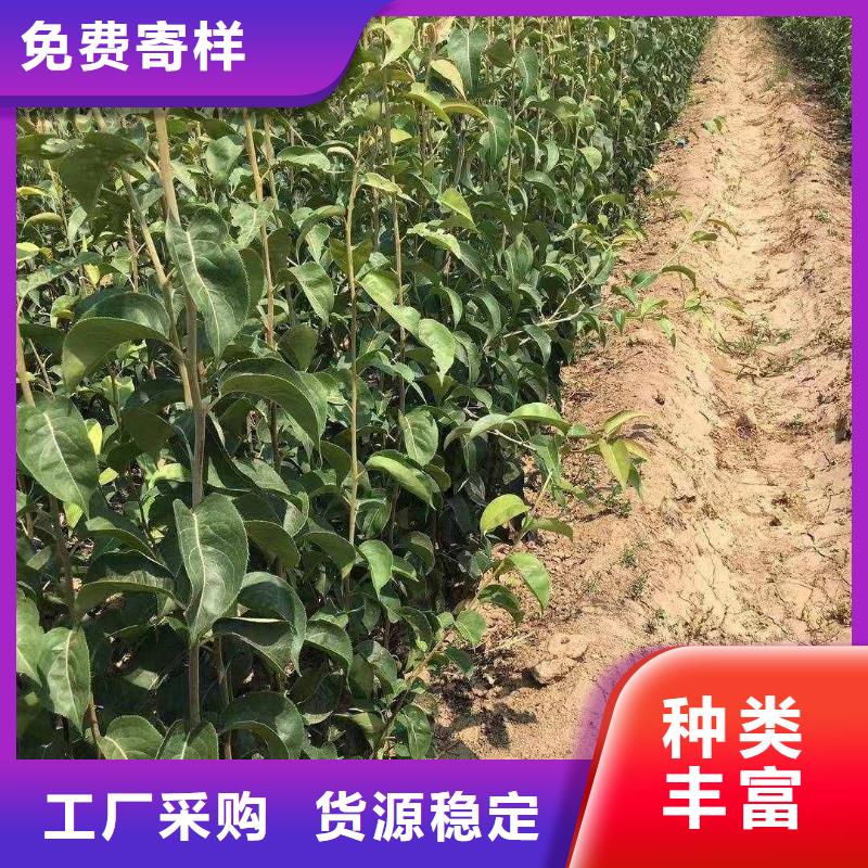 【梨山桃苗生产型】