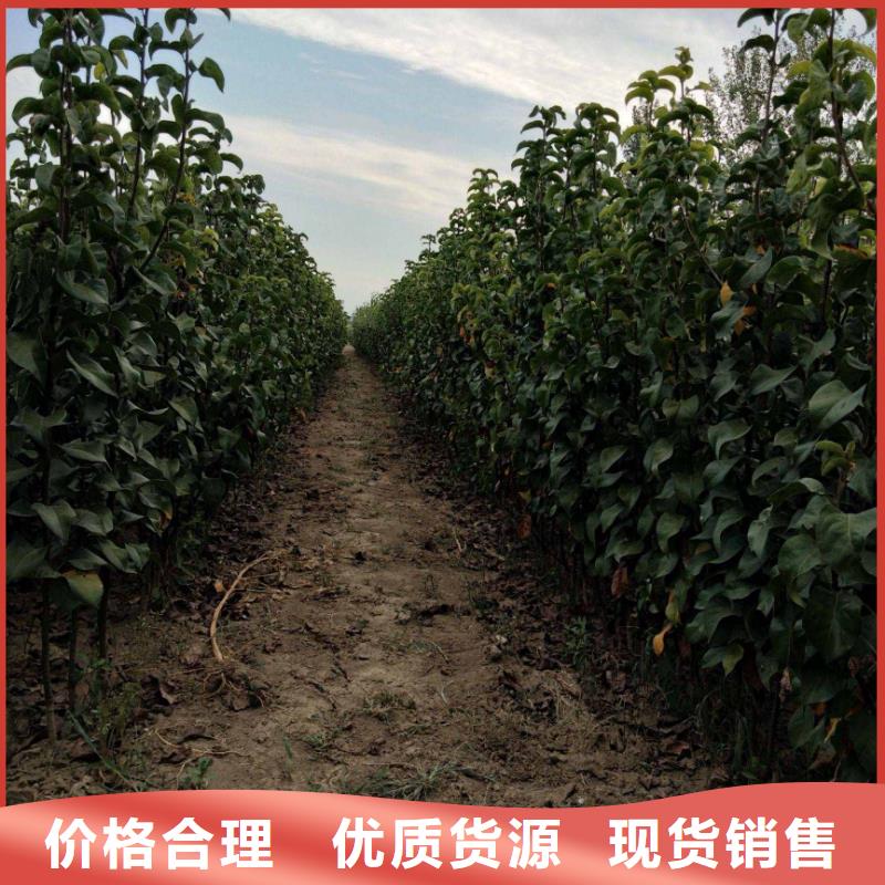 梨香酥梨树苗来图加工定制
