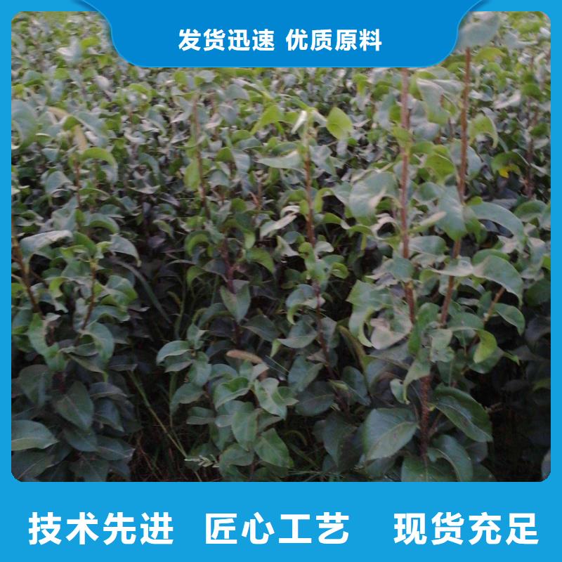 秋月梨树苗基地