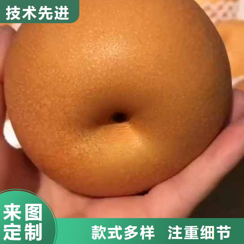梨杜梨苗来图定制量大从优