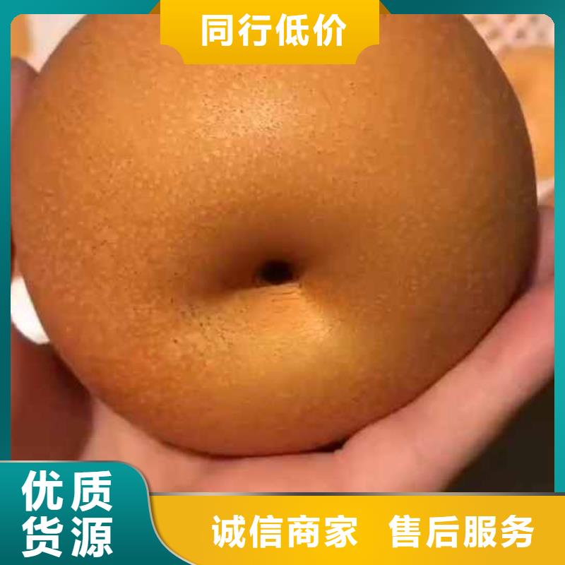 秋月梨苗量大从优