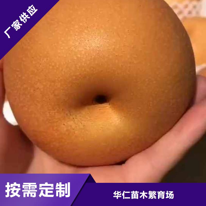 秋月梨树苗基地
