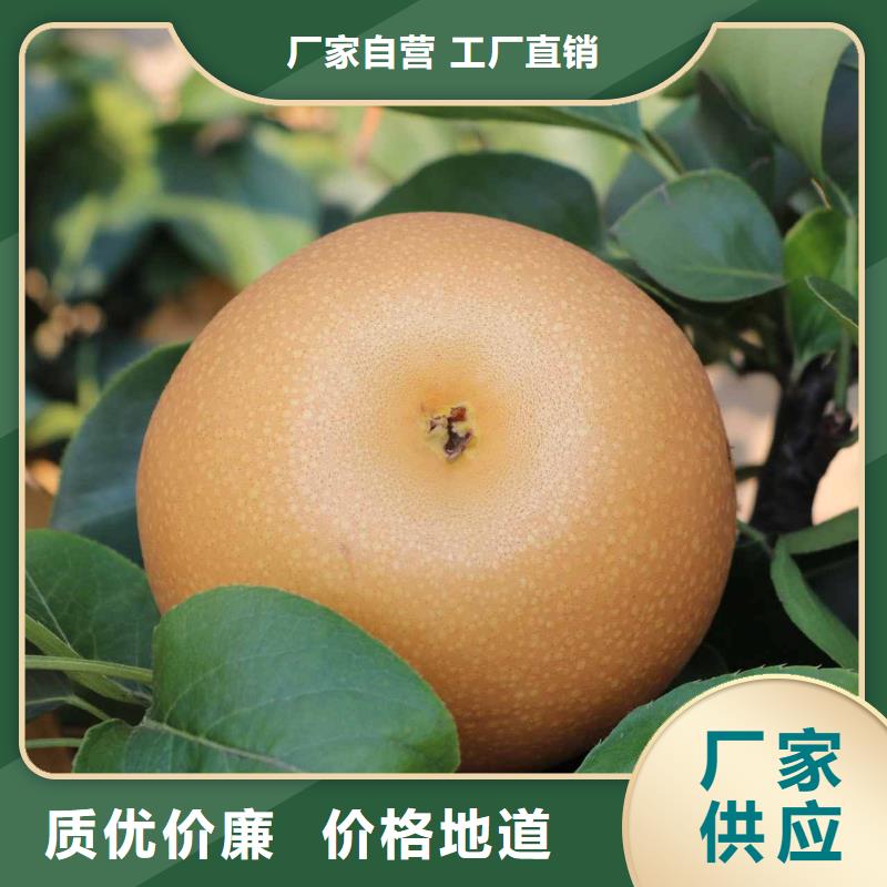 秋月梨苗量大从优