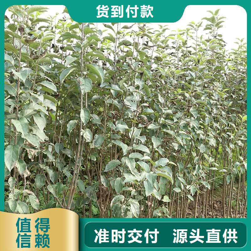 秋月梨树苗基地