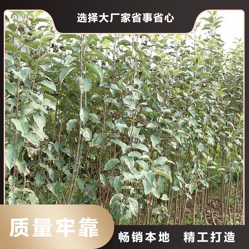 秋月梨苗量大从优