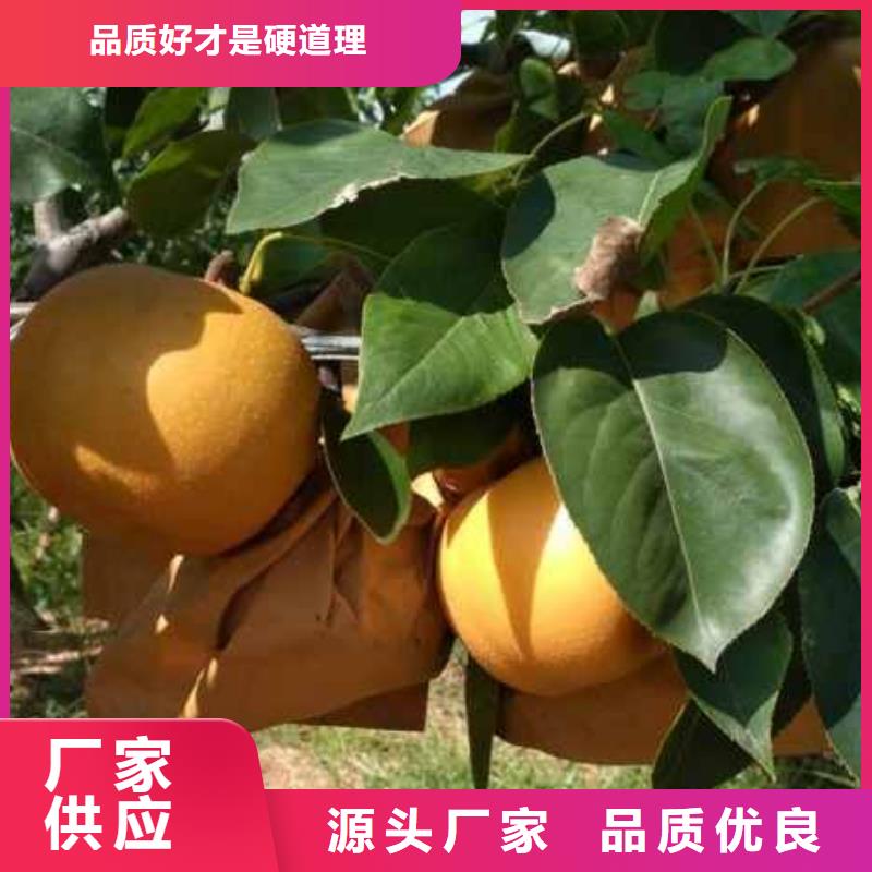 秋月梨苗量大从优