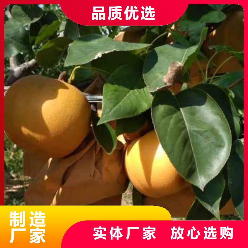 秋月梨树苗基地