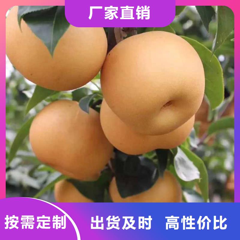 【梨山桃苗生产型】