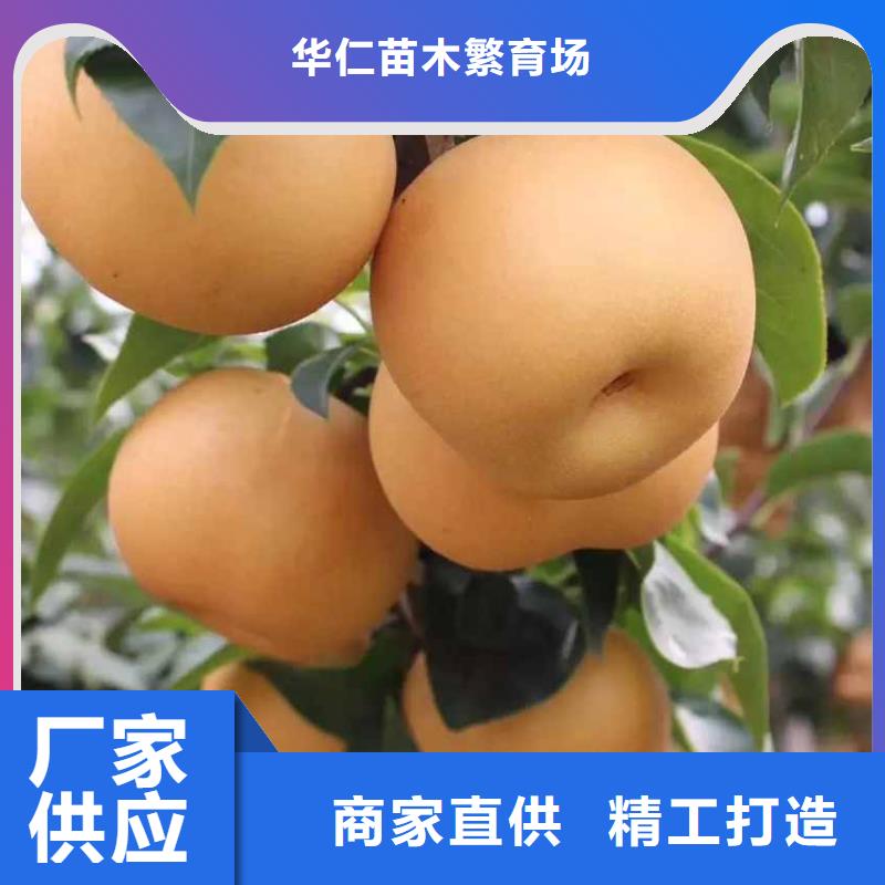 秋月梨树苗基地