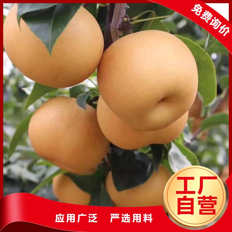秋月梨种植苗一亩地利润