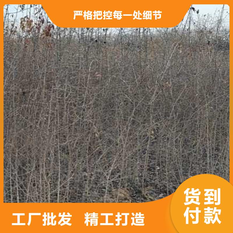 杜梨苗专业合作社