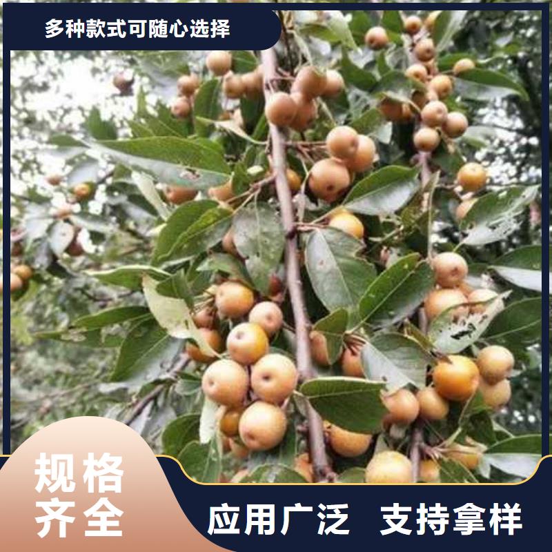 杜梨苗种植方法