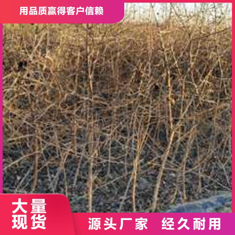 杜梨苗专业合作社