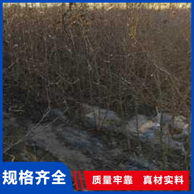 杜梨_梨树苗基地厂家直销供货稳定