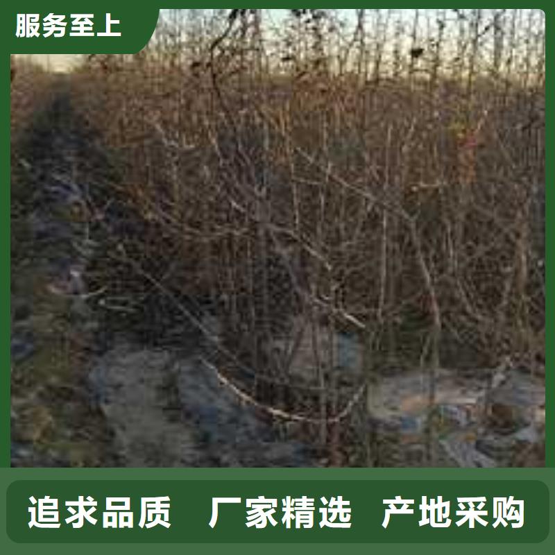 杜梨红香酥梨树苗匠心品质