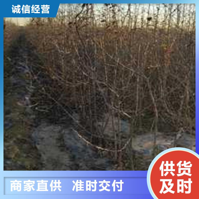 杜梨秋月梨树苗优势