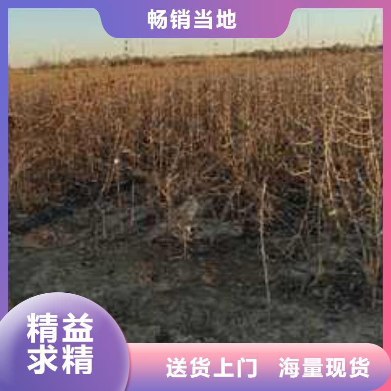 杜梨树苗质优价廉