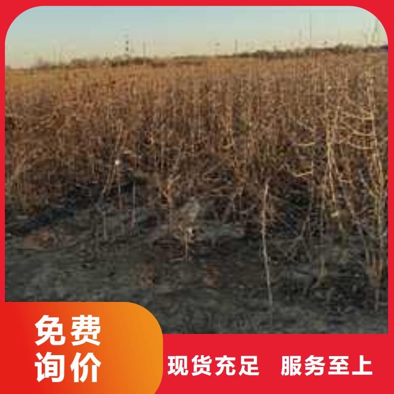 杜梨梨树苗基地设计合理