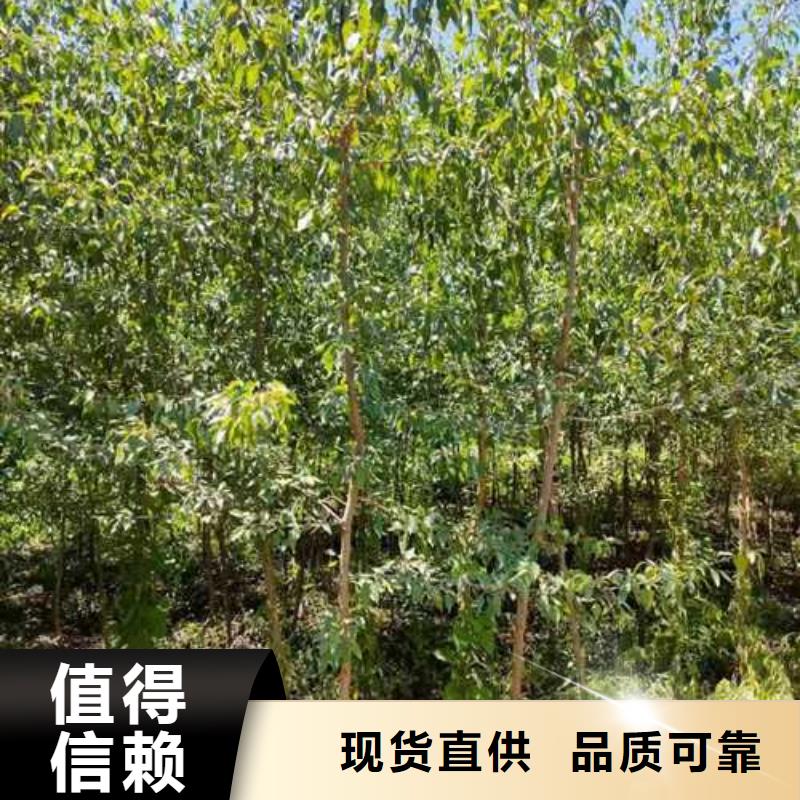 【杜梨毛桃苗一周内发货】