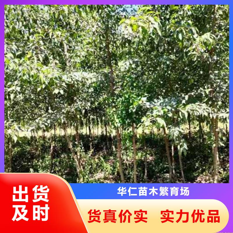 杜梨_奥红一号梨苗好产品好服务