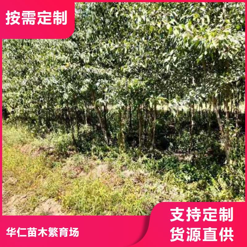 杜梨小苗品种