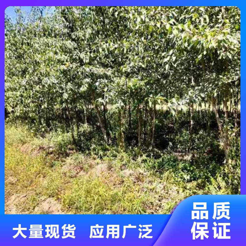 杜梨苗专业合作社