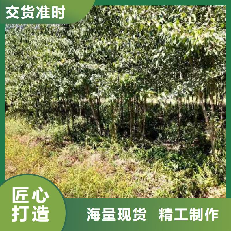 杜梨梨树苗基地当地厂家值得信赖