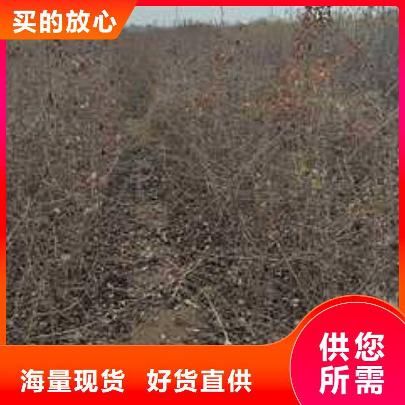 【杜梨毛桃苗一周内发货】